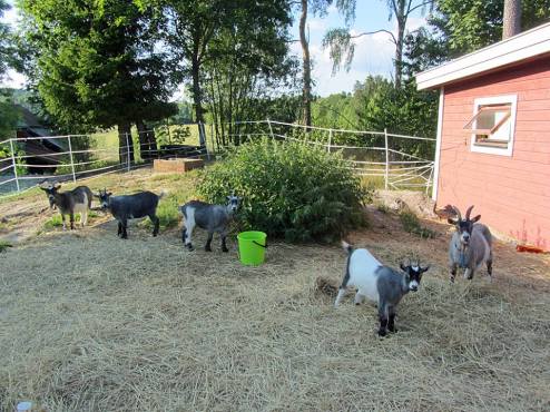 the goats garden goats in garden